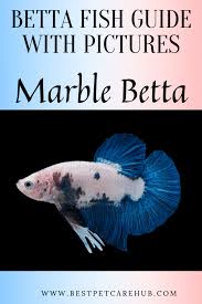 Betta Fish Complete Siamese Fighting Fish List With