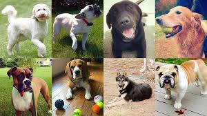 Top 10 Most Popular Dog Breeds In America Dogtails