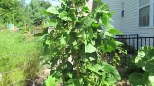 Productive plants yield tender, sweet, round stringless beans that plant spacing: Growing Pole Beans Easily In Small Spaces And Yeah Up Poles Trg 2014 Youtube
