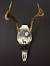 Boho Decorated Deer Skull