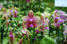 Das hängt also stets von der jeweiligen art der orchideen ab. Orchideen Wieder Zum Bluhen Bringen So Klappt Es Orchideenfans De