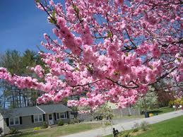 Check spelling or type a new query. Trees That Grow Pink Flowers Novocom Top