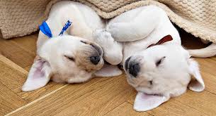 If you catch your pup sleeping like this, it likely means they are either a bit cold or apprehensive about something, like a new environment or people. Dog Sleeping Positions Are There Hidden Meanings To Your Pup S Resting Pose