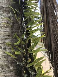 Image result for Microgramma