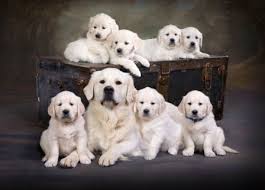 Visits and puppy travel are still available for you to receive a puppy at this time. Bummiswhisperforsale Golden Retriever Puppies Michigan