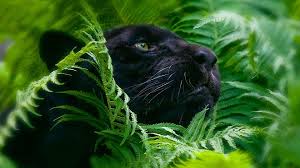 Also for mobile and tablet. Data Src Widescreen Cool Animal Wallpapers Laptop Real Life Jungle Animal 3840x2160 Download Hd Wallpaper Wallpapertip