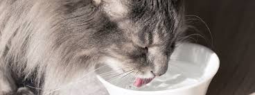 Don't punish a cat for meowing. Why Is Your Cat Drinking Lots Of Water Purina