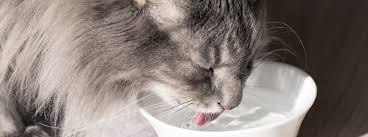 Is your cat drinking enough water? Why Is Your Cat Drinking Lots Of Water Purina