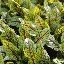 Each flower has 5 petals. How To Plant Grow Redvein Dock Rumex Sanguineus Pond Informer
