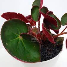 Semuanya disediakan untuk memenuhi kebutuhan anda dalam berkebut. Tanaman Hias Begonia Acetosa Langka Shopee Indonesia