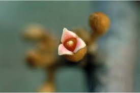 Image result for Myristicaceae