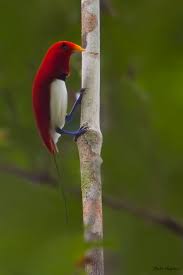 We did not find results for: King Bird Of Paradise Photo Dubi Shapiro Photos At Pbase Com