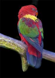 Strikingly Attractive Bird Photography Naldz Graphics Beautiful Birds Colorful Birds Parrot