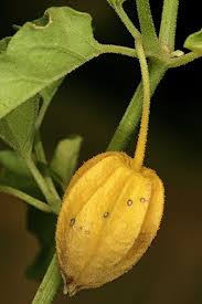 Image result for Physalis viscosa