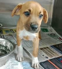 Edwin (tan) and Pedro (black) were rescued from the streets of Puerto Rico  as tiny little pups along with their mom, Angie. Angie was such a doting  Mama. When they were first