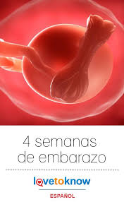 4 Semanas De Embarazo Lovetoknow 4 Semanas De Embarazo Embarazo Semana A Semana Embarazo
