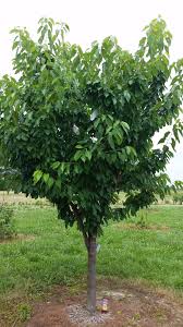Check spelling or type a new query. Bing Cherry Rootstock General Fruit Growing Growing Fruit