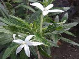 Bunga kitolot (isotoma longiflora) bunga kitolod/pitolod /kembang jangar. Efek Samping Dan Cara Aman Penggunaan Bunga Kitolod Untuk Tetes Mata
