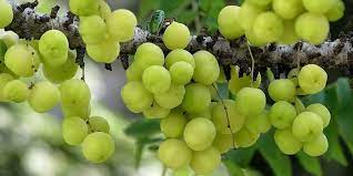 Check spelling or type a new query. 14 Manfaat Buah Cermai Untuk Kesehatan Deherba Com