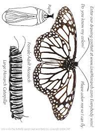 Here is an adorable collection of the crawling creature in the form of some free and unique coloring pages. Butterfly Coloring Page Butterfly Coloring Caterpillar Coloring Page