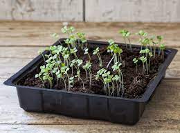 How to pick rocket from garden. How To Grow Rocket Kids Do Gardening