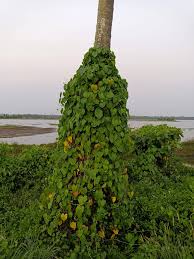 Image result for Ipomoea violacea