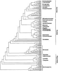 Image result for Alectra vogelii