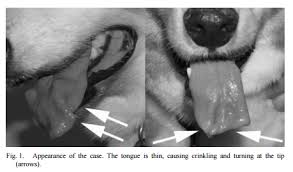 Image result for Polymyositis