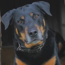 Jeder pflegt seine tiere anders, und bemüht sich den tieren gerecht zu werden. Tiere Suchen Ein Zuhause Rottweilerhundin Laila Wartet Im Tierheim Shz De