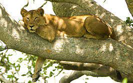 De leeuw (panthera leo) is een roofdier uit de familie der katachtigen (felidae). Leeuw Dier Wikipedia