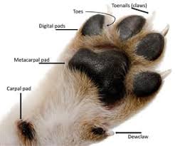 A carpal pad is also found on the forelimb which is used for additional traction when stopping or descending a slope in digitigrade species. Chihuahua Paw Care