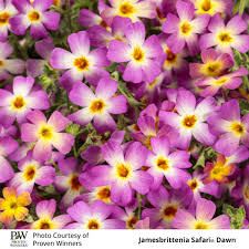 Image result for Jamesbrittenia myriantha