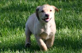 We focus on temperament and genetic health to produce behaviorally and physically sound family companions of the labrador type. British Labrador Puppies Royalty British Kennels