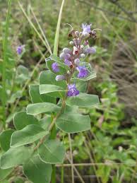 Image result for Vitex madiensis