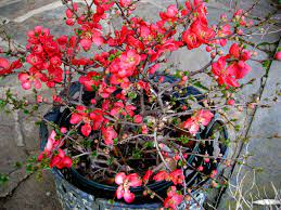 Texas scarlet flowering quince pictures. Chaenomeles Perennial Texas Scarlet Flowering Quince Bushes Shrubs Yard Garden Outdoor Living