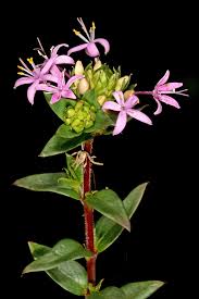 Image result for Otiophora