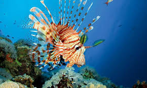 Image result for Red Marina 1992 UMM