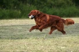 We are a family owned golden retriever kennel in southeastern wisconsin, raising healthy akc/ofa golden retrievers to bring joy and. Dark Red Golden Retriever Puppies For Sale Near Me Petfinder