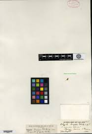 Image result for Polygala melilotoides