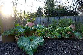 If you are using frozen rhubarb in any pie or dessert recipe, follow these simple steps. Rhubarb How To Plant When To Pick And How To Force The Tea Break Gardener