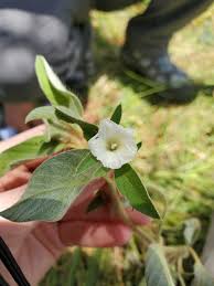Image result for Ipomoea chloroneura