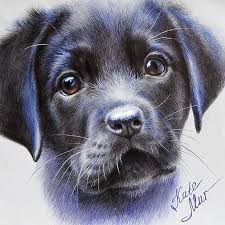 Pin Di Nadia Brugnano Su Animali Disegni Nel 2020 Animali Disegno A Penna Suggerimenti Per Disegnare