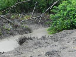 Plants That Live In Swamps Mangrove Swamp At Labuk Bay Mangrove Swamp Plants Mangrove