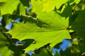 サトウカエデは英語でなんていうの 英語で覚える植物名 植物の英語名を知るブログ 樹木 草花 ハーブ 野菜 果物 ガーデニング