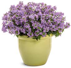Image result for Nemesia