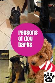 Why Dogs Barking In 2020 Dog Barking Dogs Funny Dog Clothes