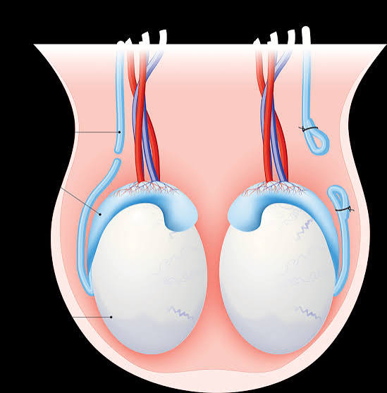 Vasectomy: Your Questions Answered - Urology Clinic P.C.