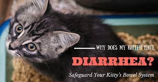 So, try to understand your pet, and know what the main. Why Does My Kitten Have Diarrhea Safeguard Your Kitty S Bowel System