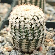 Image result for Disperis reichenbachiana