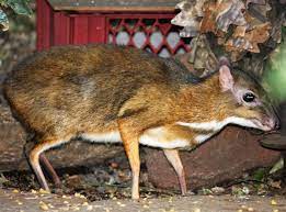 Mousedeer birth caught on camera at zoo wroclaw! Lesser Mouse Deer Wikipedia